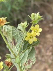 Hermannia grandifolia