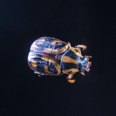 Stripsipher orientalis