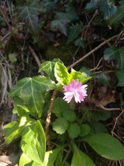 Silene × hampeana
