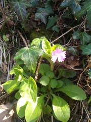 Silene × hampeana