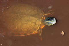 Trachemys venusta iversoni