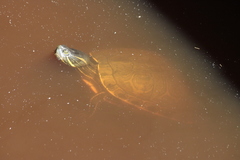 Trachemys venusta iversoni