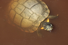 Trachemys venusta iversoni