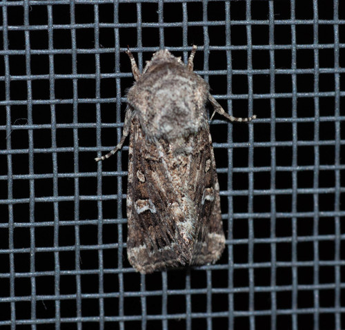 Saragossa siccanorum