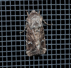 Saragossa siccanorum