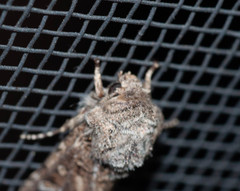 Saragossa siccanorum