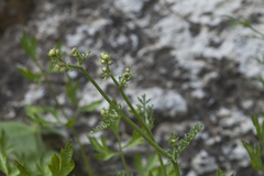 Tanacetopsis submarginata