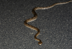 Protobothrops flavoviridis