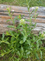 Thlaspi arvense