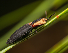 Lacon discoideus