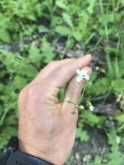 Lithophragma cymbalaria