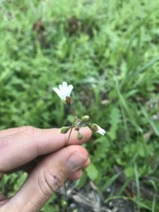 Lithophragma cymbalaria