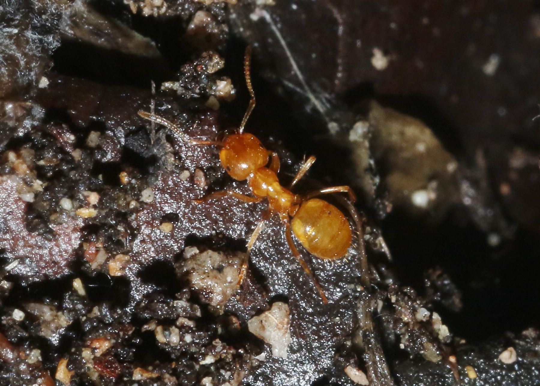 Lasius arizonicus