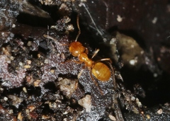 Lasius arizonicus