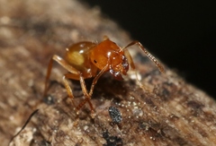 Lasius arizonicus