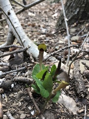 Aristolochia lutea