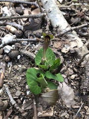Aristolochia lutea