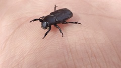 Clinterocera mandarina