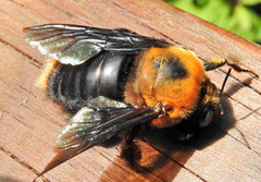 Xylocopa flavorufa