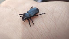 Clinterocera mandarina