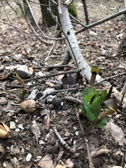 Aristolochia lutea