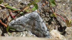 Gnophini