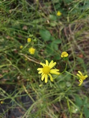 Senecio inaequidens
