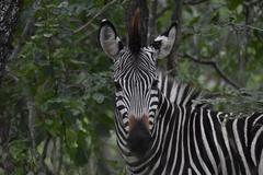 Equus quagga crawshayi