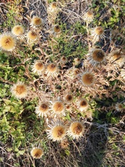Carlina vulgaris