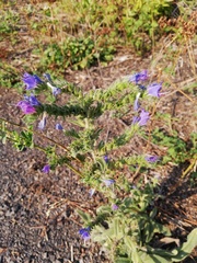 Echium vulgare