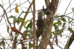 Callosciurus erythraeus