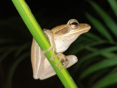 Polypedates maculatus