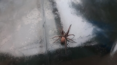 Araneae