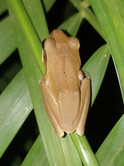 Polypedates maculatus