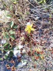 Hypericum