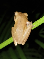 Polypedates maculatus