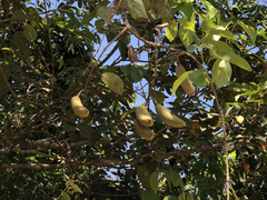 Hymenaea stigonocarpa