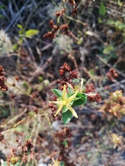 Hypericum perforatum