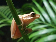 Polypedates maculatus