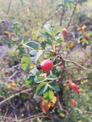 Rosa