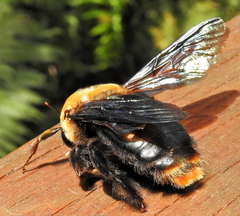 Xylocopa flavorufa