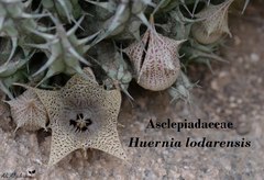 Ceropegia lodarensis