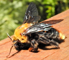 Xylocopa flavorufa