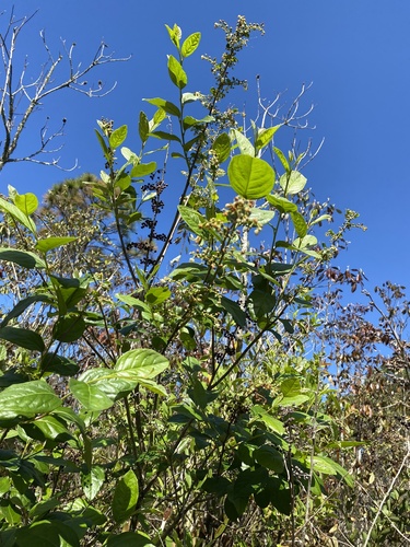 Lyonia ligustrina var. foliosiflora image