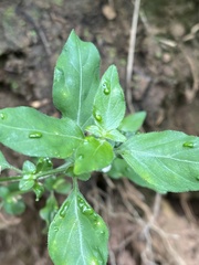 Justicia protracta protracta