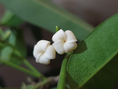 (c) Aravinth, some rights reserved (CC BY) Diospyros ebenum, photograph (c) Aravinth, some rights reserved (CC BY)