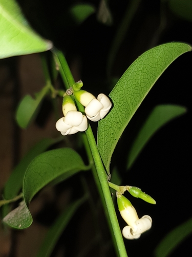 Diospyros ebenum, photograph 5
