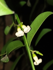 (c) Aravinth, some rights reserved (CC BY) Diospyros ebenum, photograph (c) Aravinth, some rights reserved (CC BY)