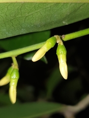 Diospyros ebenum, photograph (c) Aravinth, some rights reserved (CC BY)