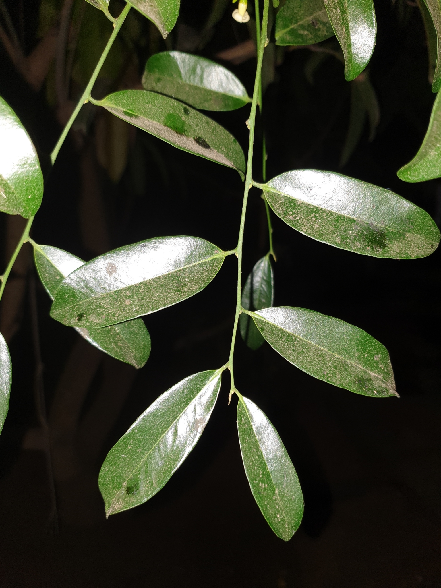 Diospyros ebenum